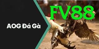 Đá Gà Trực Tiếp - Trải nghiệm tuyệt vời - FPS cao
